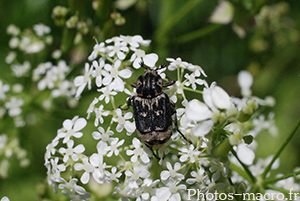 Valgus hemipterus